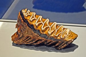 성체 아프리카코끼리의 어금니