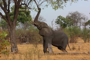 보츠와나 오카방고 삼각주에서 나뭇가지를 꺾는 수컷 코끼리