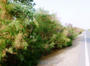 사막화를 늦추기 위해 신장(新疆) 체르첸 근처 도로변에 심어진 사막 버드나무(Saxaul)] 또한 모래 울타리를 설치하여 토양과 모래가 바람에 날려가는 것을 막을 수도 있다.