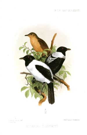 야프 군주새(Yap Monarch). 야프 주의 주조(State Bird)이며, 야프 본섬에만 서식한다.