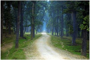 바르디야 지역의 산림 지대