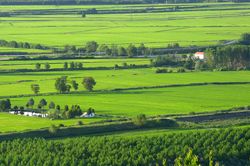 노바라와 베르첼리 사이의 논