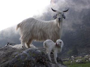 히마찰프라데시의 대히말라야 국립공원에 있는 염소