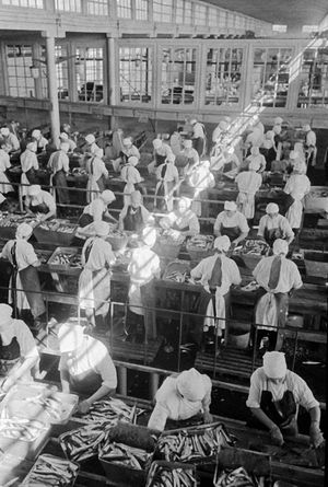 1969년 시코탄섬에서 꽁치를 가공하는 모습