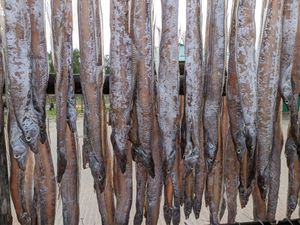 방글라데시 콕스 바자르에서 보존을 위해 건조되고 있는 갈치.