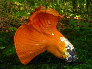 Hypomyces lactifluorum에 기생당해 "랍스터 버섯"이 된 버섯(아마도 Russula brevipes)
