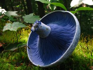 푸른 주름을 가진 젖버섯 Lactarius indigo