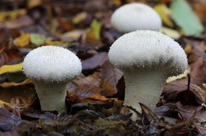 Lycoperdon perlatum( "common puffball")는 glebal hymenium을 가지고 있으며, 어릴 때는 내부가 흰색이지만 곰팡이가 성숙함에 따라 가루 포자를 포함한 갈색으로 변한다.