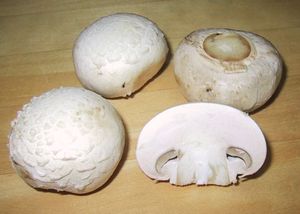 가장 널리 재배되고 소비되는 버섯 중 하나인 양송이버섯(Agaricus bisporus)