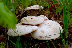 빙괼, 터키에서 채취한 Pleurotus eryngii var. ferulae. 식용 버섯의 한 종류이다.