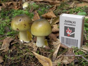 어린 알광대버섯류(Amanita phalloides)는 치명적인 독성을 지닌다. 크기 비교를 위한 성냥갑 포함