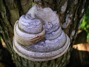 부싯깃버섯, Fomes fomentarius