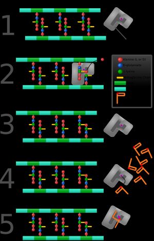 페니실린과 다른 β-락탐 항생제는 세균 세포벽의 가교 결합을 촉매하는 페니실린 결합 단백질을 억제하여 작용한다.