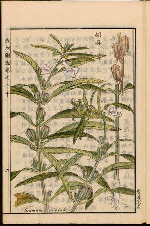 1804년 농업 백과사전 성계도설의 참깨 그림