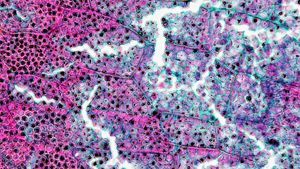 옥수수 씨앗 배아 단계의 배유 속 녹말