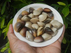 마닐라 조개 접시