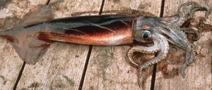 세븐스타 날치 오징어(Martialia hyadesii)