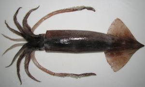 일본 날치 오징어(Todarodes pacificus)