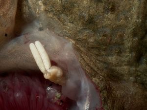 넙치에 기생하는 Acanthochondria cornuta