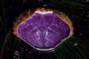 붉은 바위 게(Cancer productus)의 갑각 뒷면. 보라색은 헤모시아닌에 의해 발생한다.