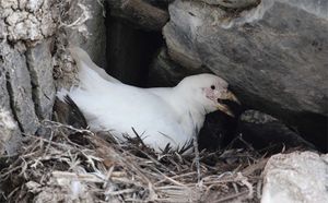 둥지에 있는 흰집부리갈매기