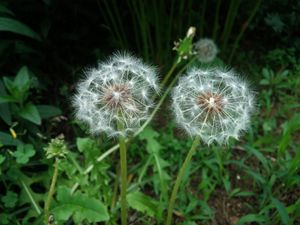 민들레 씨앗(열매)