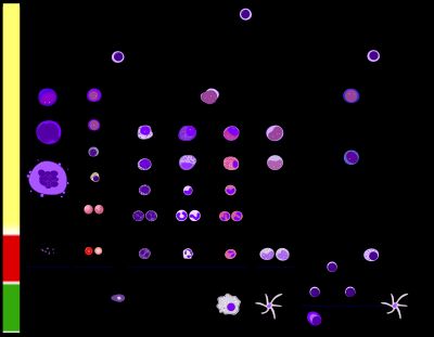 사람의 다양한 혈액 세포 발달을 보여주는 자세하고 포괄적인 그림