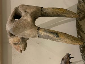 화석 바다코끼리(O. rosmarus) 두개골, 1938년 뉴저지주 해안에서 수집. 아메리카 자연사 박물관(AMNH) 소장.