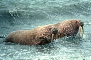 얕은 물가에 있는 두 마리의 바다코끼리 사진, 해안을 향하고 있음