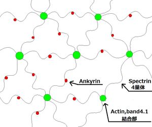 막 골격의 개략도. 스펙트린은 액틴 및 단백질 4.1에 의해 망상으로 연결된다. 스펙트린에 결합된 앵커 단백질인 앙키린은 막 관통 단백질인 밴드 3 단백질과 결합하고, 스펙트린-액틴-단백질 4.1 연결부는 막 관통 단백질인 글리코포린에 연결된다