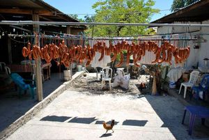 초리소}} in 동티모르