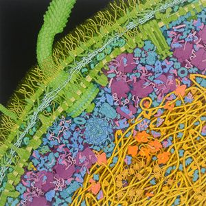 대장균(Escherichia coli) 박테리아, 2021, 데이비드 S. 굿셀, RCSB 단백질 데이터뱅크 그림