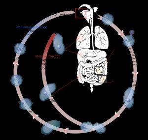 혐기성 기생 원충인 이질 아메바의 생애 주기