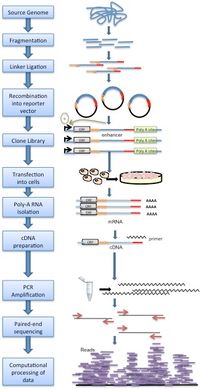 DNA 염기 서열 분석(DNA sequencing)의 한 유형을 뒷받침하는 방법론