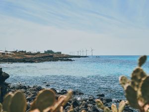 14코스에서 바라본 선인장 군락과 해상풍력발전기