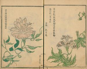 변화 나팔꽃의 예