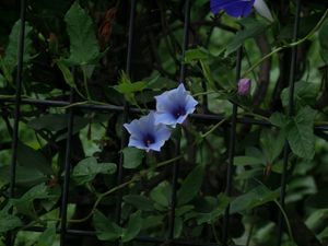 8월에 핀 도라지꽃 모양 나팔꽃