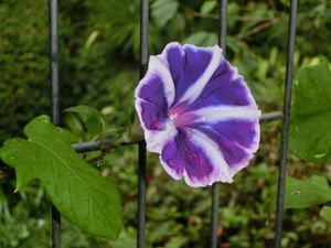 9월에 핀 요하쿠(曜白) 푸른색