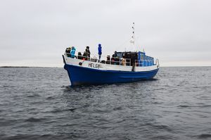 물범이 에스토니아의 말루시 섬 근처에서 관찰되고 있다.