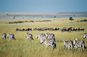 드문드문 덤불, 동물, 구름 그림자, 우산아카시아 나무가 있는 장면