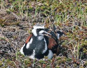 둥지 위의 번식 깃털을 가진 성체