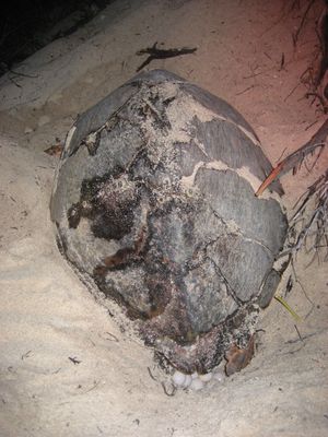 모나 섬(Mona island), 푸에르토리코 해변에서 알을 낳는 암컷 매부리바다거북.