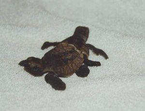 갓 태어난 새끼