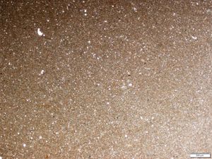 탄산 진흙암의 박편 현미경 사진