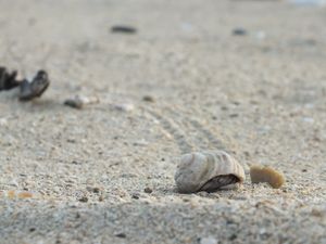 모래사장에 궤적을 남기며 이동하는 소라게(구메 섬아라하마)