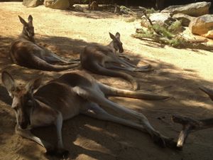 걸어 다니는 전시관에 있는 붉은캥거루