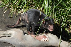 도로 살상 왈라비 모양의 음식 그릇과 가짜 고속도로가 있는 전시관에 있는 태즈메이니아데빌