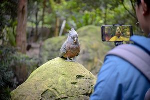 Blue Mountains Bushwalk aviary에서 사진을 찍는 갱갱 앵무새
