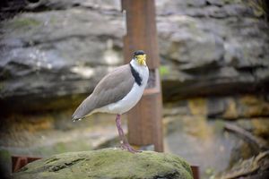 Masked lapwing