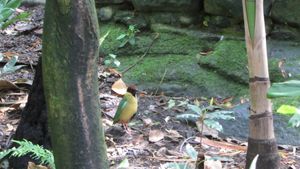 Blue Mountains Bushwalk aviary의 시끄러운 피타